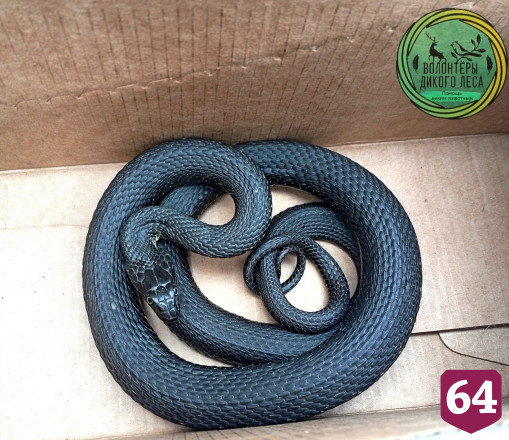 В Саратове змея заползла на территорию детского сада